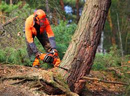 How Our Tree Care Process Works  in Aventura, FL